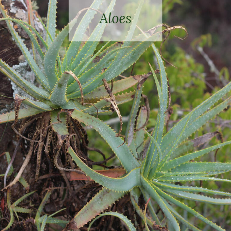Aloes