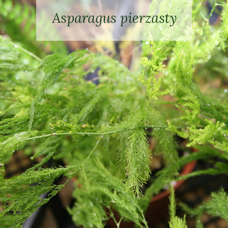 Asparagus pierzasty