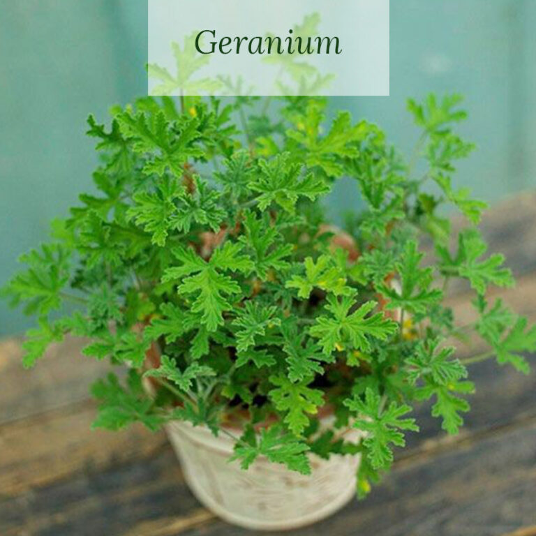 Geranium