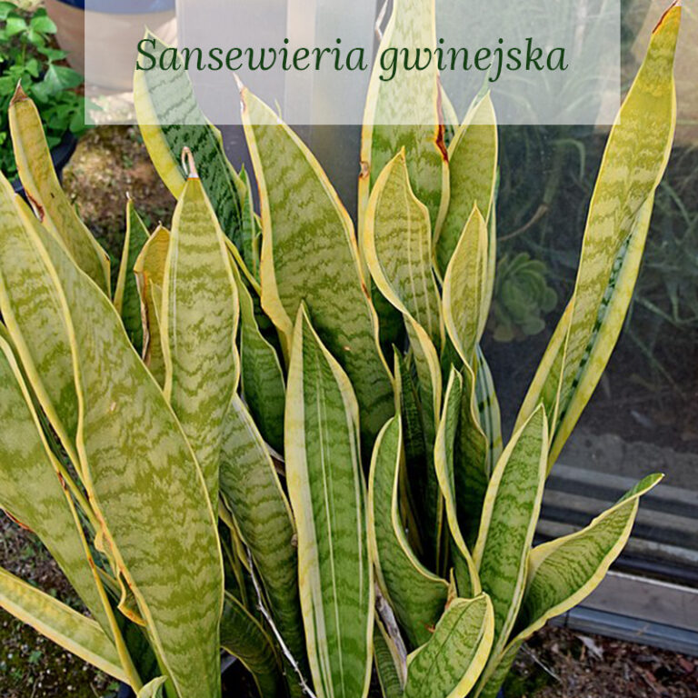 Sansewieria gwinejska
