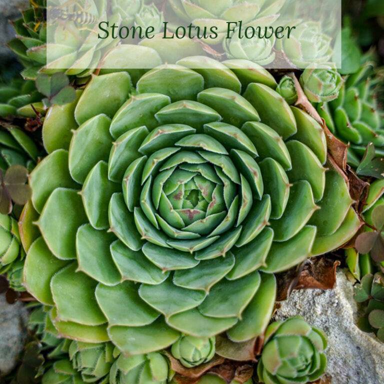 Stone Lotus Flower