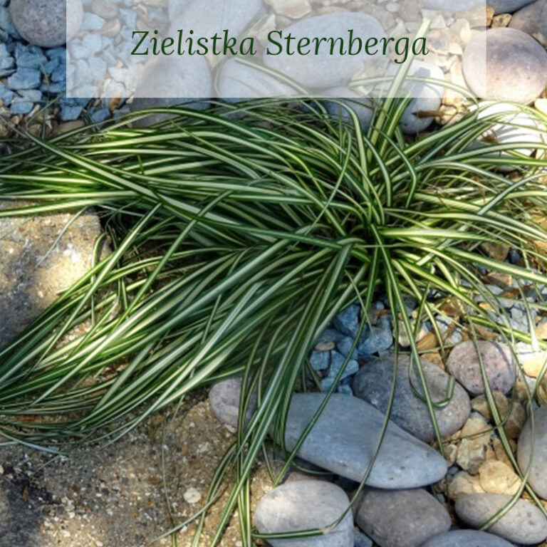 Zielistka Sternberga