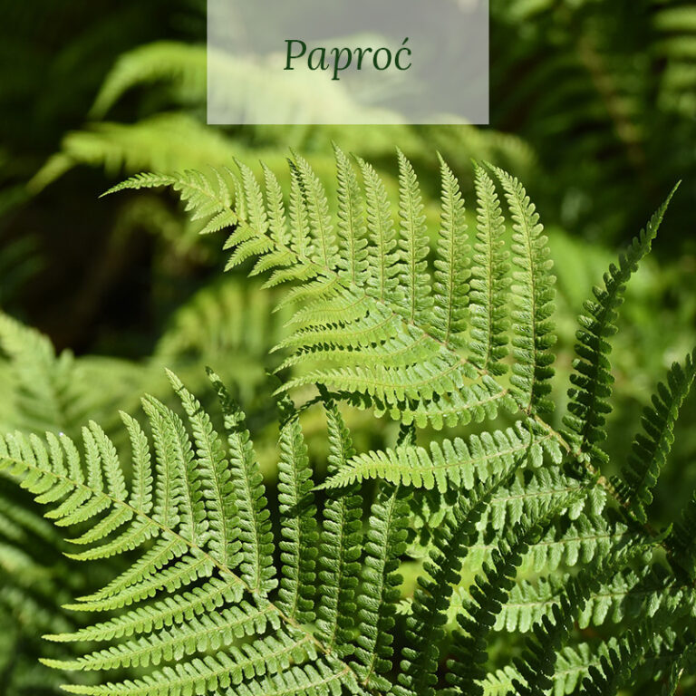 paproć
